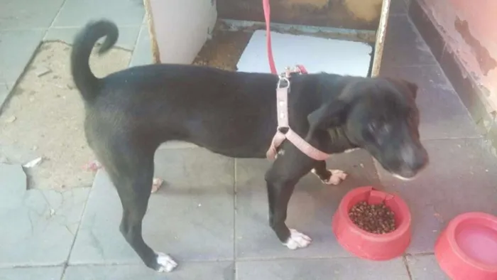 Cachorro ra a Terrer  idade 2 a 6 meses nome Nina
