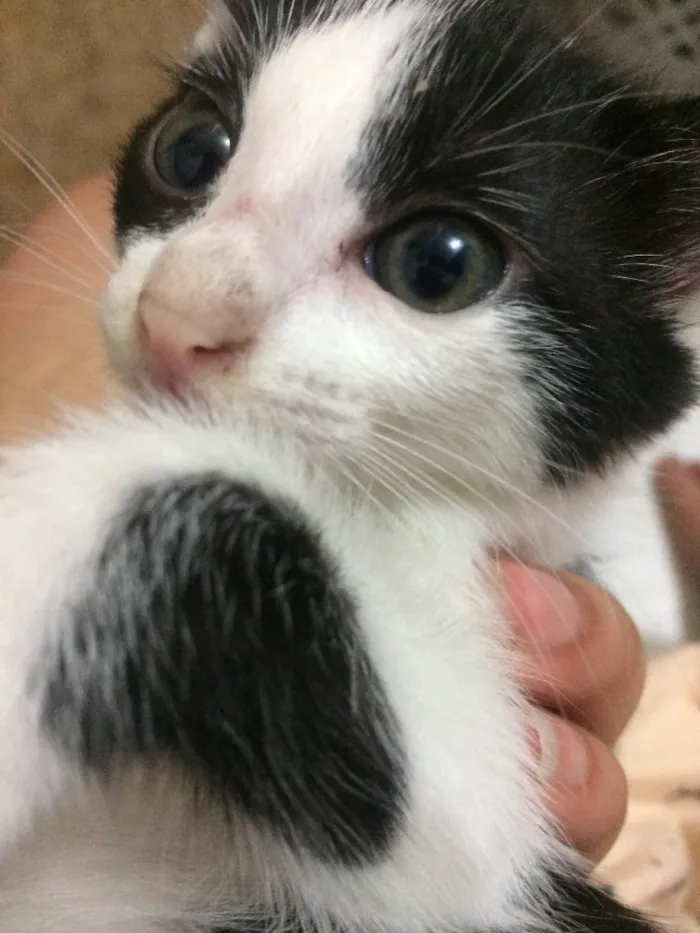 Gato ra a Sem raça definida  idade Abaixo de 2 meses nome Nina