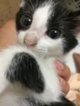 Nina