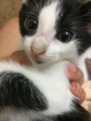 Gato raça Sem raça definida  idade Abaixo de 2 meses nome Nina