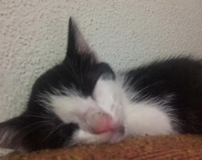 Gato ra a Sem raça definida  idade Abaixo de 2 meses nome Nina