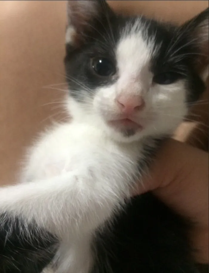 Gato ra a Sem raça definida  idade Abaixo de 2 meses nome Nina