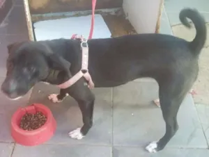 Cachorro raça Terrer  idade 2 a 6 meses nome Nina