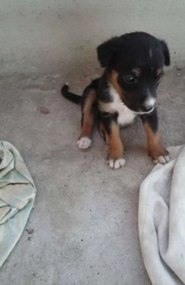 Cachorro ra a mista idade 2 a 6 meses nome sem nome