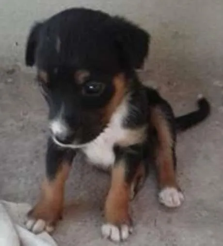 Cachorro ra a mista idade 2 a 6 meses nome sem nome