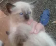 Mimi