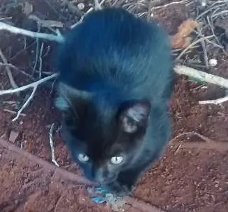 Gato raça  idade 2 a 6 meses nome Sem nome