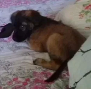 Cachorro raça srd idade 2 a 6 meses nome kanye