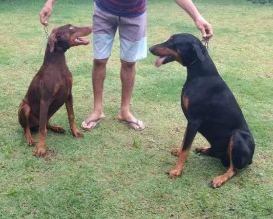 Cachorro ra a Dobermann idade 2 a 6 meses nome maxx kevex