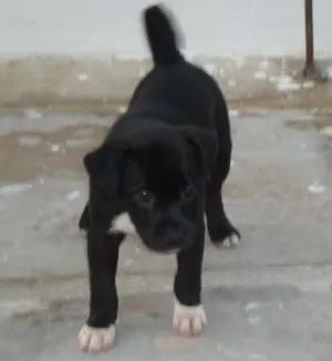 Cachorro raça viralata idade  nome Bambino