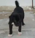 Bambino