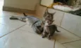 Vários