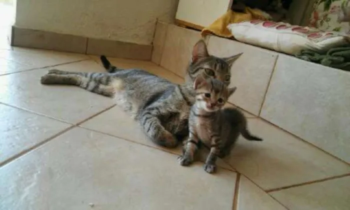 Gato ra a S.R.D. idade Abaixo de 2 meses nome Vários