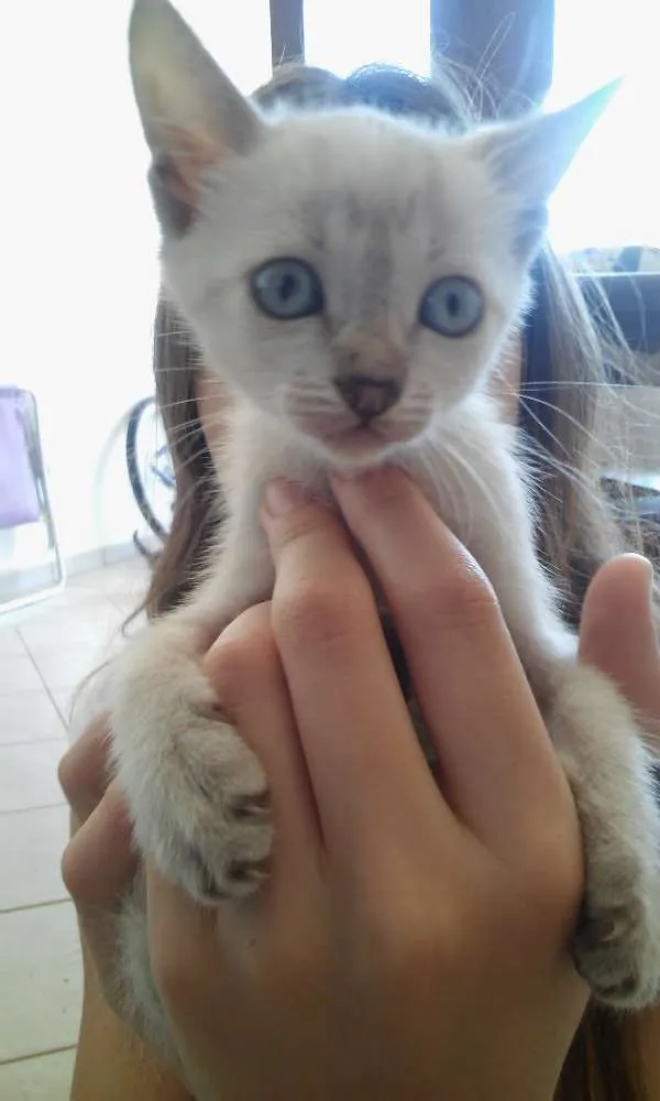 Gato ra a S.R.D. idade Abaixo de 2 meses nome Vários