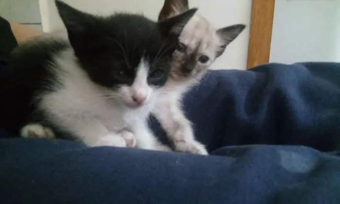Gato ra a S.R.D. idade Abaixo de 2 meses nome Vários