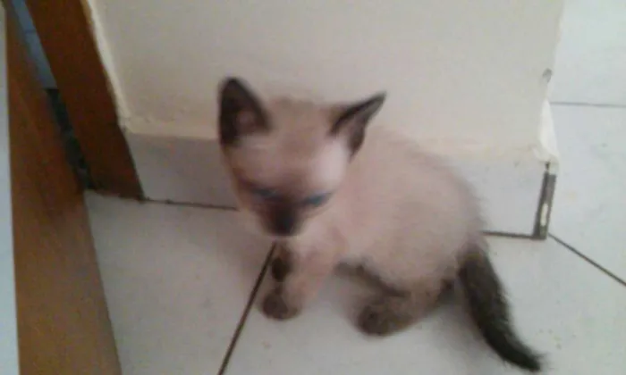 Gato ra a S.R.D. idade Abaixo de 2 meses nome Vários