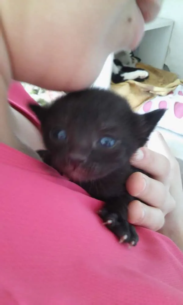 Gato ra a S.R.D. idade Abaixo de 2 meses nome Vários