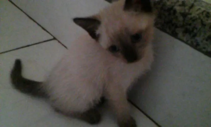 Gato ra a S.R.D. idade Abaixo de 2 meses nome Vários