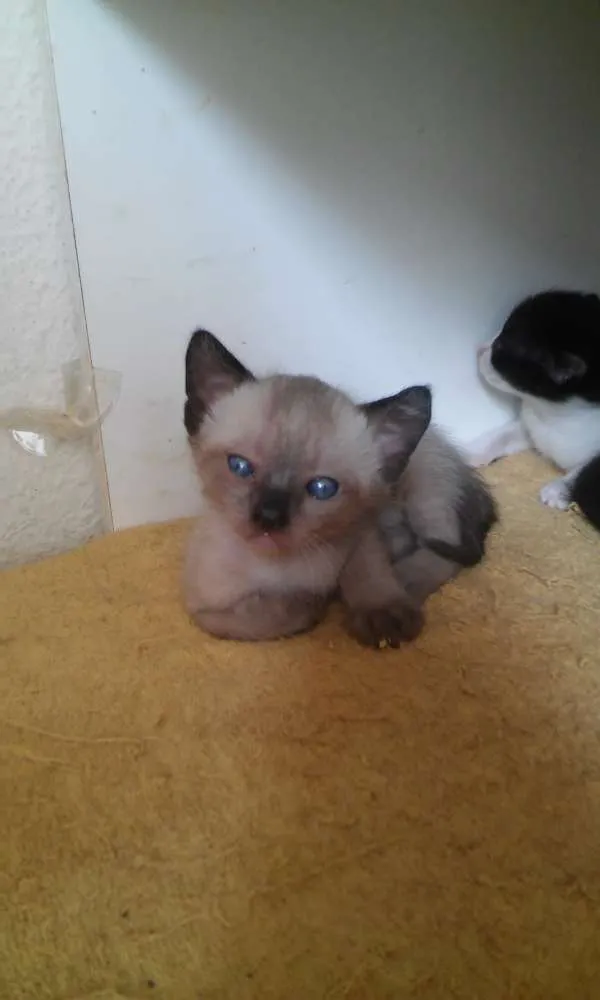 Gato ra a S.R.D. idade Abaixo de 2 meses nome Vários