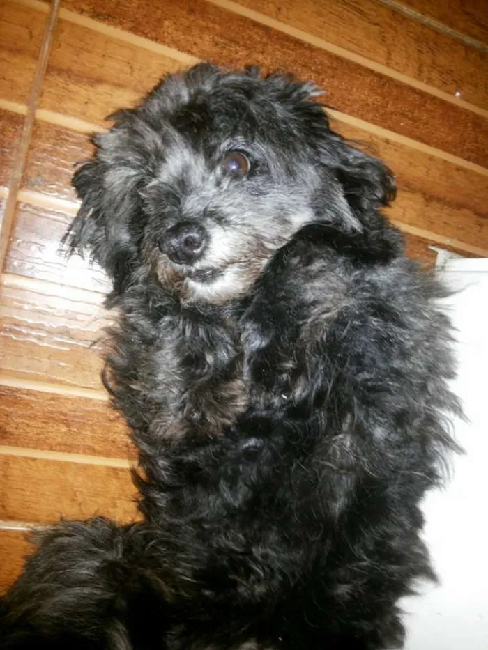 Cachorro ra a Poodle idade 6 ou mais anos nome Borys