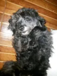 Borys