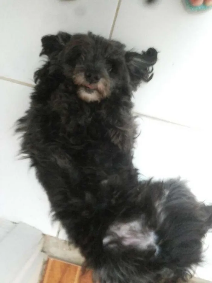Cachorro ra a Poodle idade 6 ou mais anos nome Borys