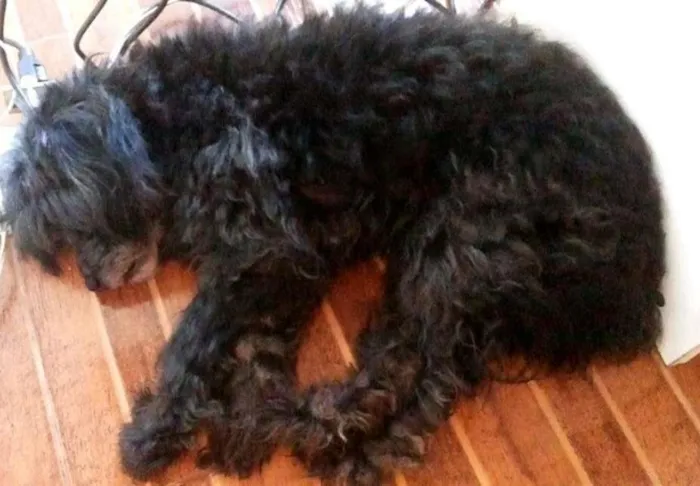 Cachorro ra a Poodle idade 6 ou mais anos nome Borys