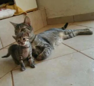 Gato raça S.R.D. idade Abaixo de 2 meses nome Vários