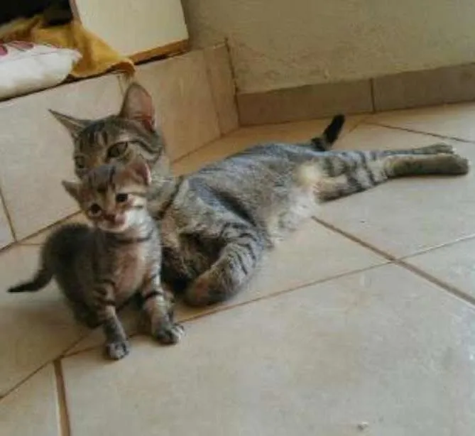Gato ra a S.R.D. idade Abaixo de 2 meses nome Vários