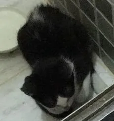 Gato raça SRD idade 2 a 6 meses nome Sem nome