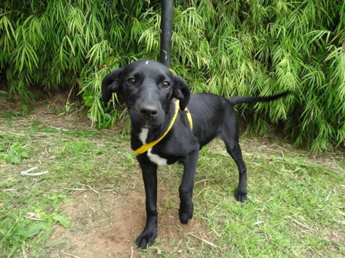 Cachorro ra a SRD idade 2 a 6 meses nome Rafa