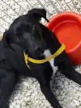 Rafa