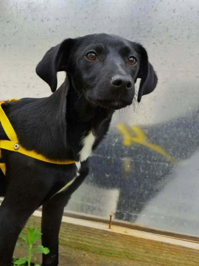 Cachorro ra a SRD idade 2 a 6 meses nome Rafa