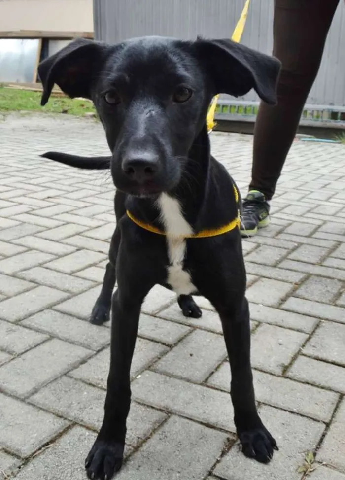 Cachorro ra a SRD idade 2 a 6 meses nome Rafa