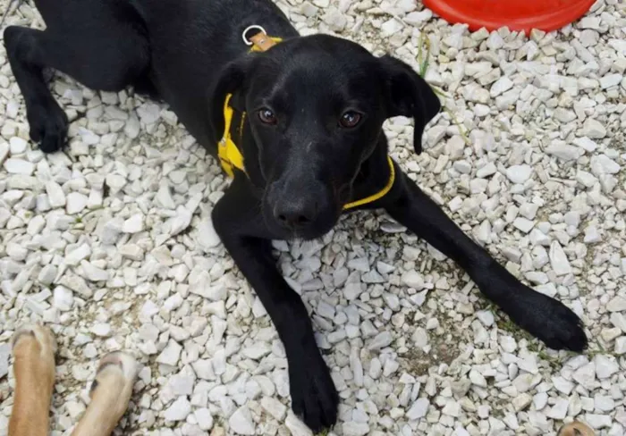 Cachorro ra a SRD idade 2 a 6 meses nome Rafa