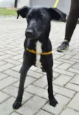 Rafa