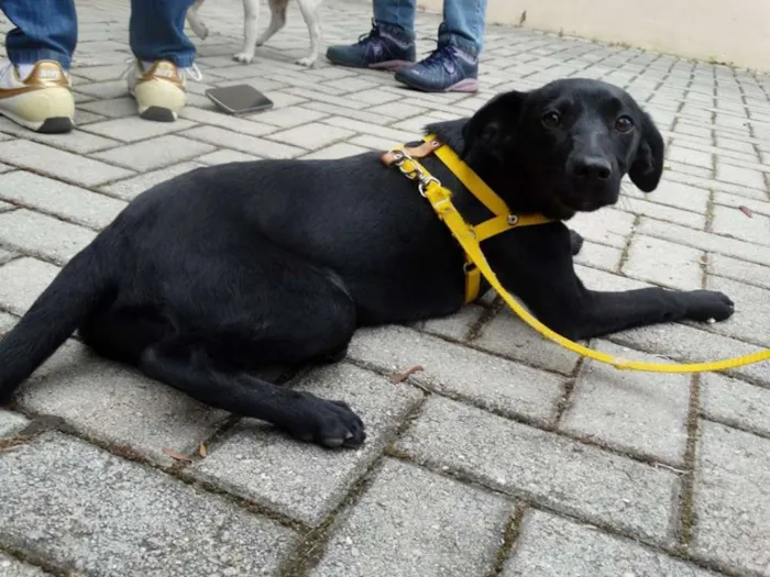 Cachorro ra a SRD idade 2 a 6 meses nome Rafa