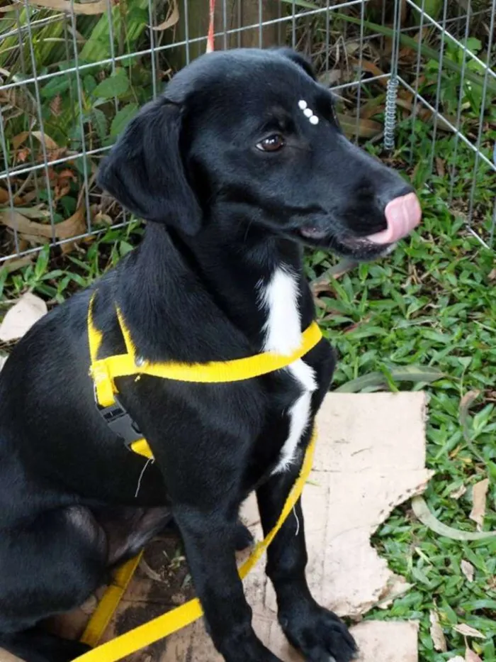 Cachorro ra a SRD idade 2 a 6 meses nome Rafa