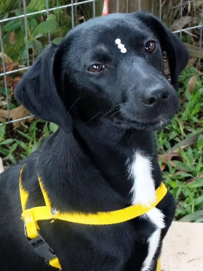 Cachorro ra a SRD idade 2 a 6 meses nome Rafa