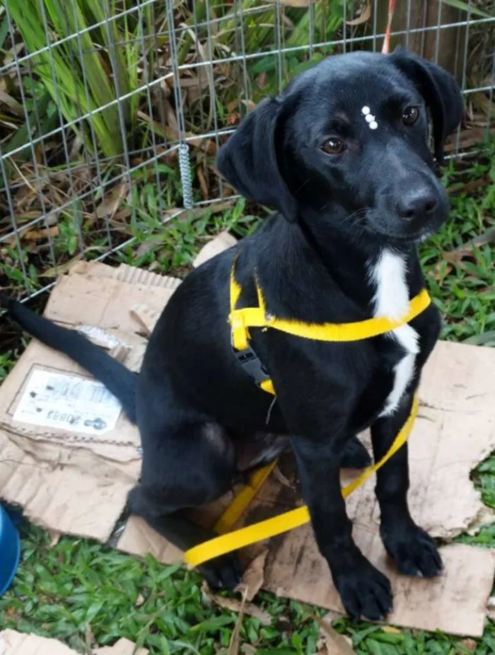 Cachorro ra a SRD idade 2 a 6 meses nome Rafa