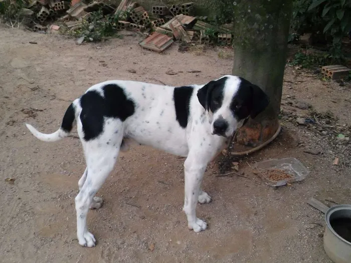 Cachorro ra a Labrador  idade 4 anos nome Lupi