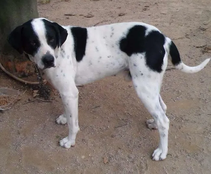 Cachorro ra a Labrador  idade 4 anos nome Lupi