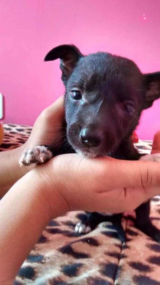 Cachorro raça  idade Abaixo de 2 meses nome Julie