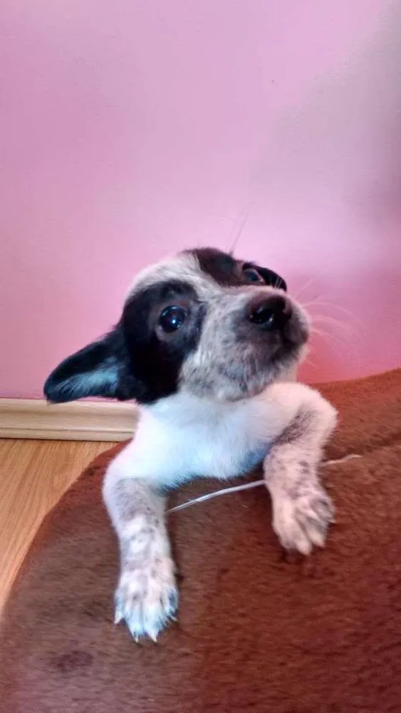 Cachorro raça  idade Abaixo de 2 meses nome Ted