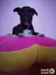 Nina