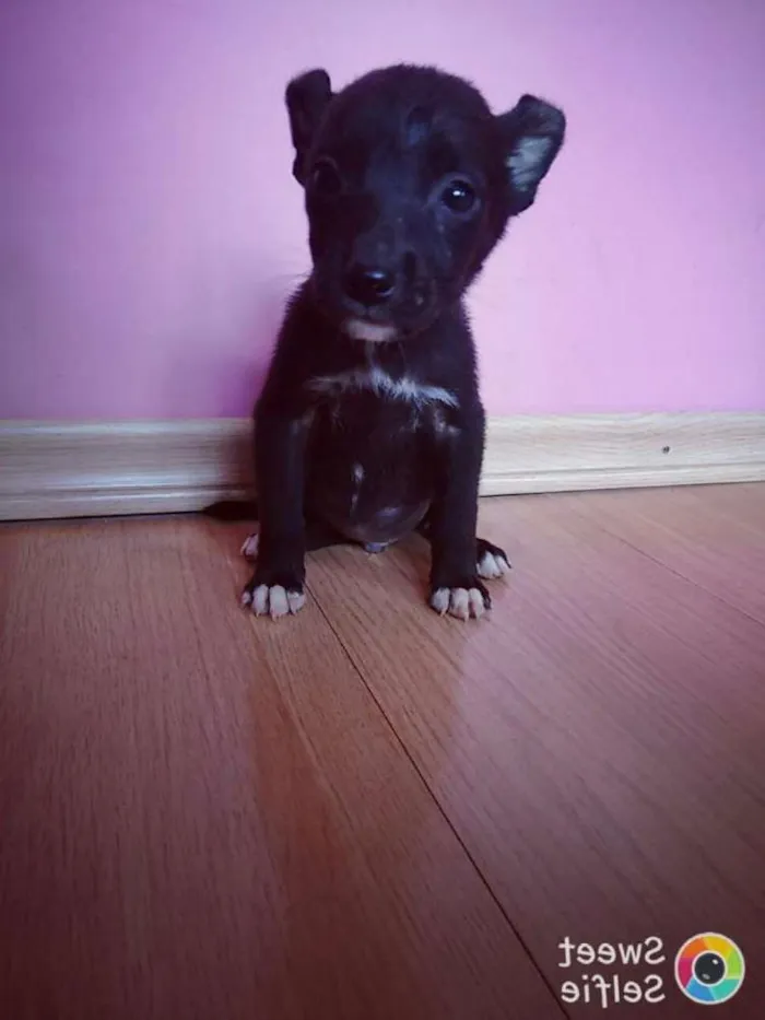 Cachorro raça  idade Abaixo de 2 meses nome Batman