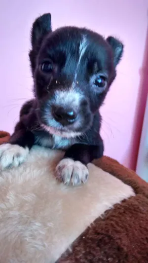 Cachorro raça  idade Abaixo de 2 meses nome Tito