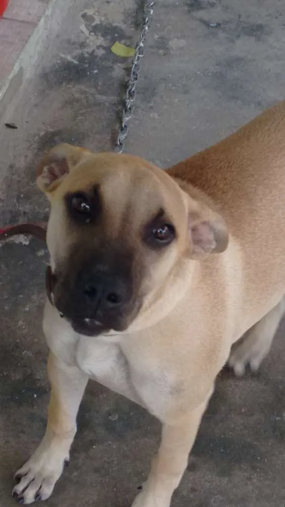Cachorro ra a sem raça definida idade 2 a 6 meses nome Jake