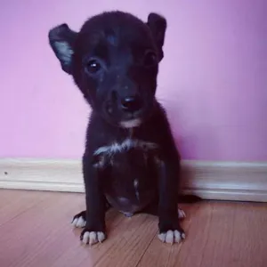 Cachorro raça  idade Abaixo de 2 meses nome Batman