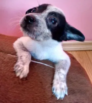 Cachorro raça  idade Abaixo de 2 meses nome Ted